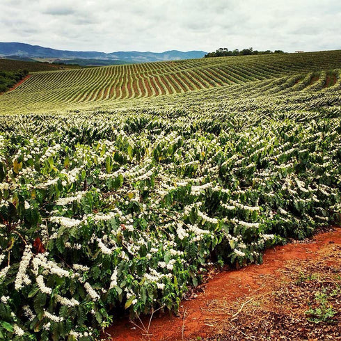Sold out September Single Origin Brazil Bella Vista Bourbon Amarelo